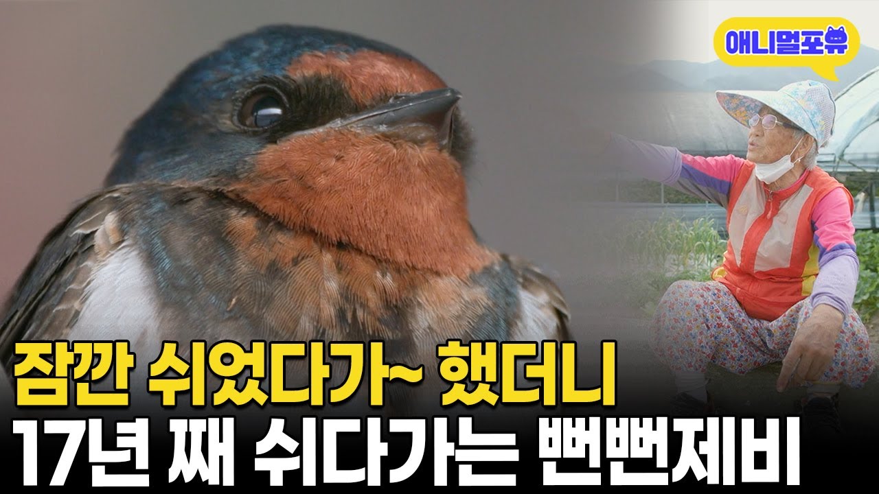 &ldquo;잠깐 쉬었다가&rdquo; 했더니 17년 동안 찾아오는 뻔뻔 제비 I KBS 다큐온 220610 방송