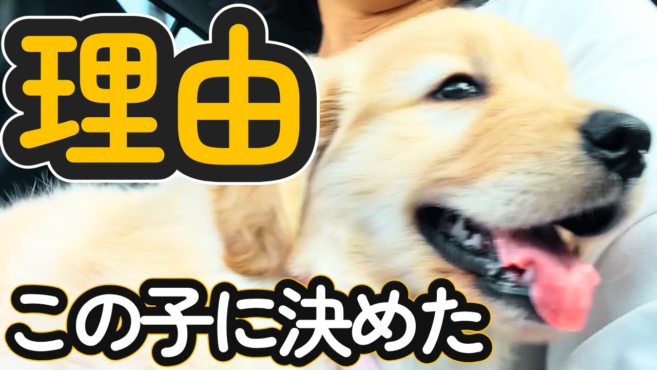 ゴールデンレトリバー、この子に決めた理由。