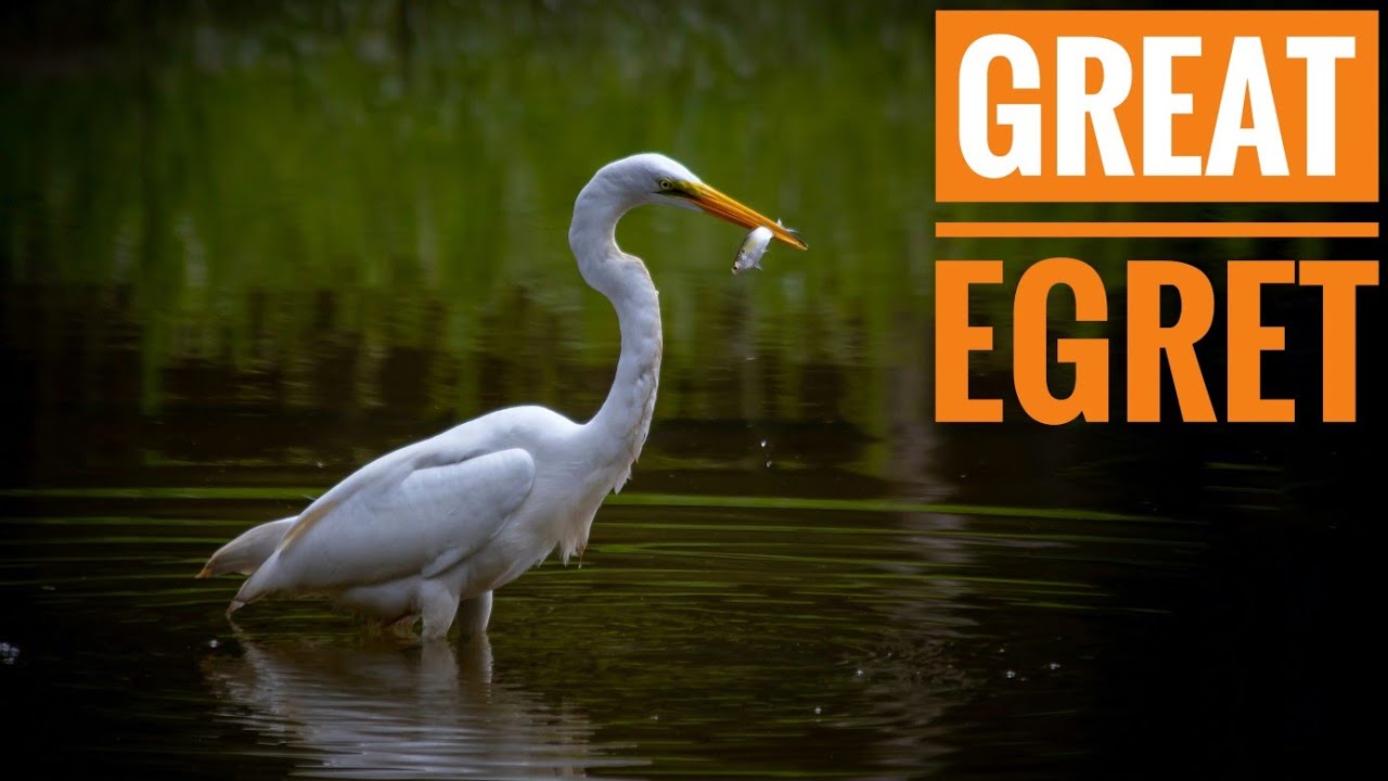 Interesting Great Egret | Bird watching 4K Video