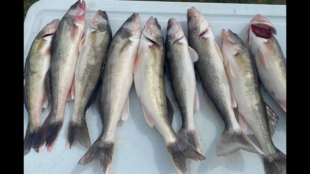 Walleye fishing Canton lake Oklahoma #fishing #fishinglife #walleye #walleyefishing #oklahoma