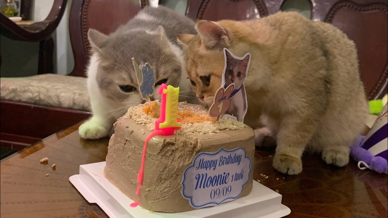 [Meow][240907] | MOONIE | TSUKI - Moonie được 1 tuổi ờiii