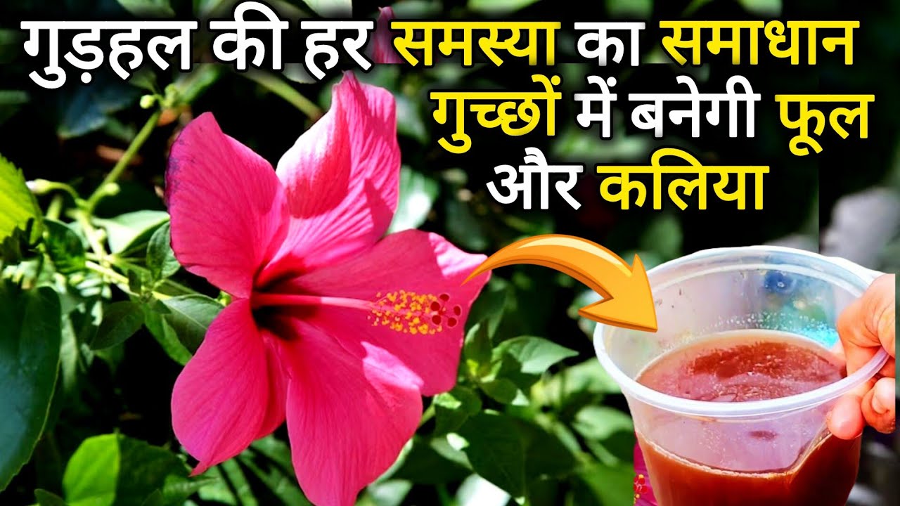 गुड़हल के पौधे के लिए घर मै बनाए फ्री का खाद इतने फूल आयेंगे कि गिनती नहीं कर पाओगे। Hibiscus plant 