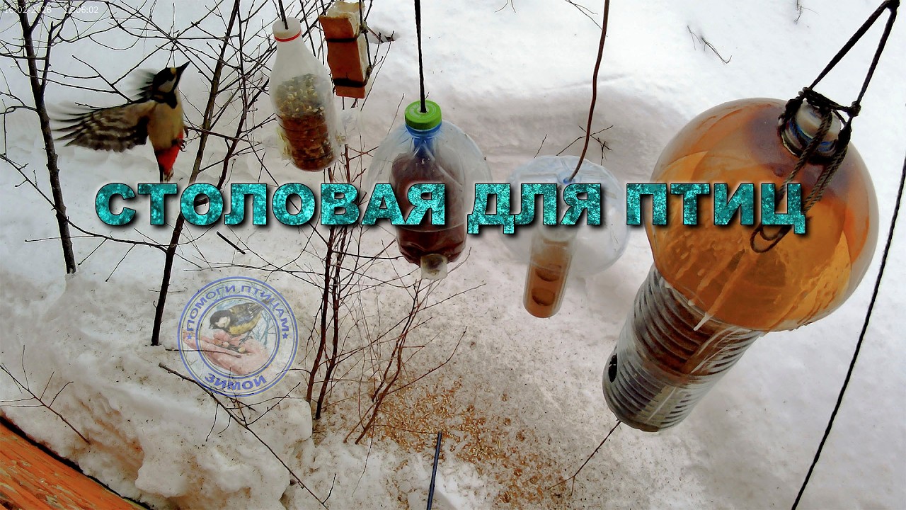 Кормушка для птиц 16 февраля 2026 года (04)