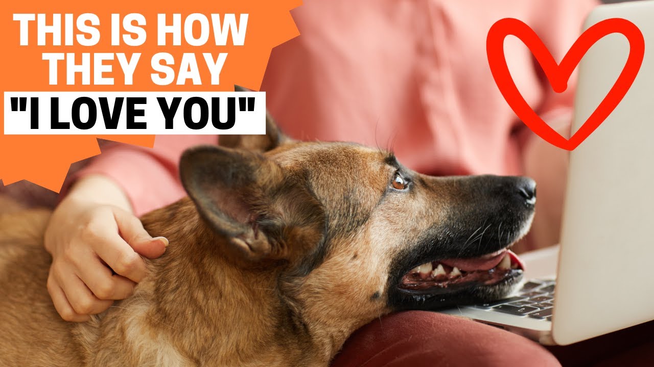 9 Signs your German Shepherd Loves you the MOST!