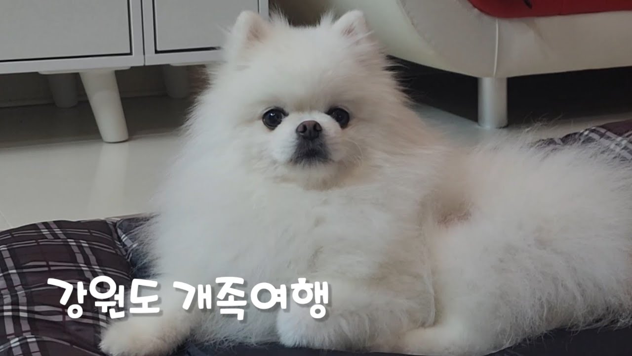 강원도 개족여행 ep.1