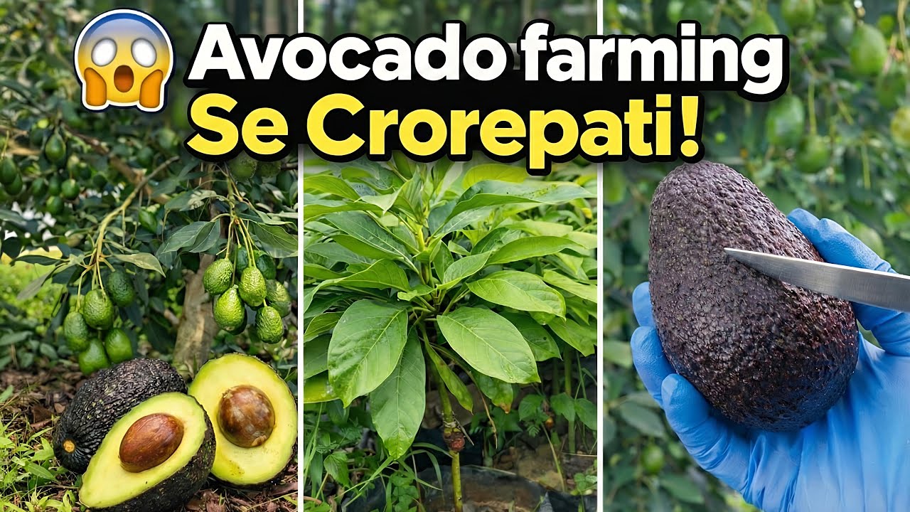 Top Quality Avocado Plants for Sale | Hass & Pinkerton Avocado Nursery| Healthy & Profitable Farming