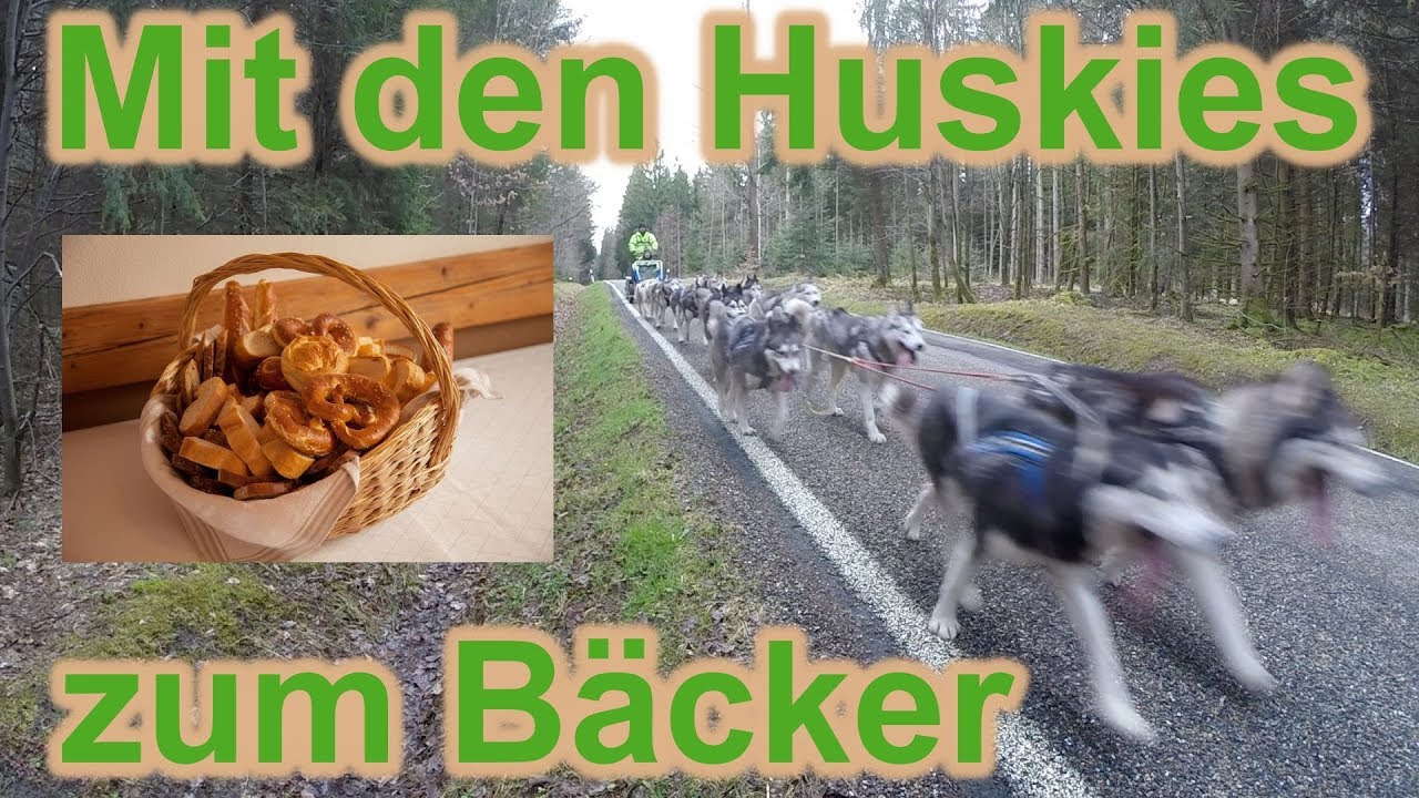 Mit den Huskies zum Bäcker / Zughundesport / Hundeausbildung / Hundetraining / Nature Trails