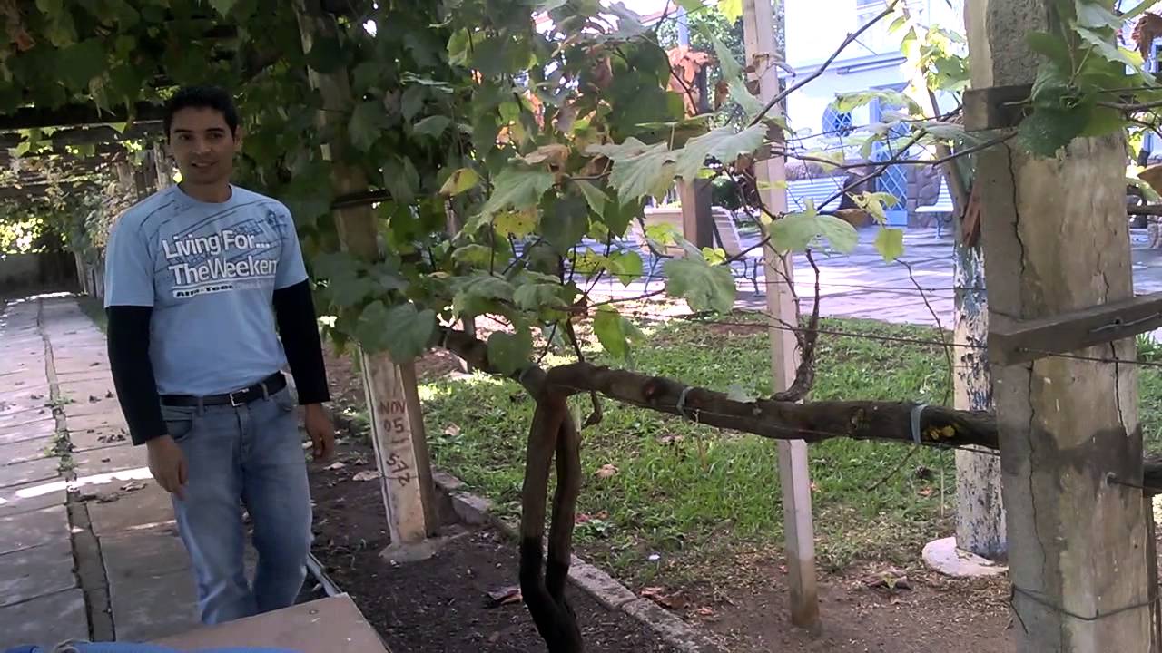 Impressionante record, para apaixonados por uva vários enxertos em uma mesma Parreira