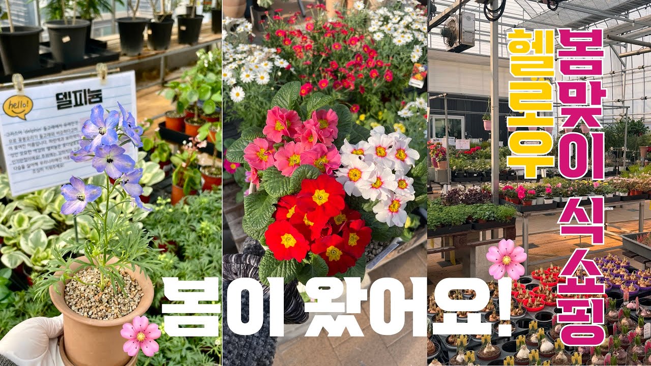 🌸2025헬로우 봄맞이 입고소식🌸함께 식쇼핑해요!/앵초,델피늄,구근식물,천리향,깅기아난,지코베타,아젤리아,프릴시클라멘,자스민