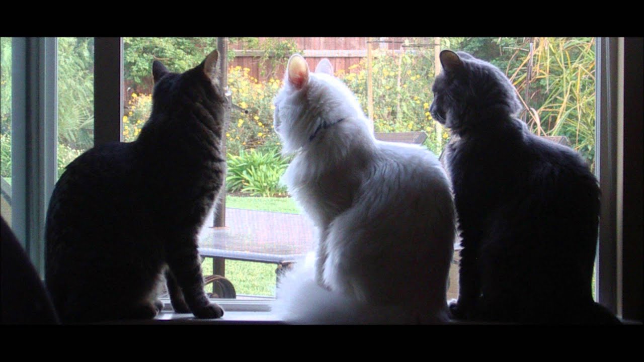 Storyman - For a Cat