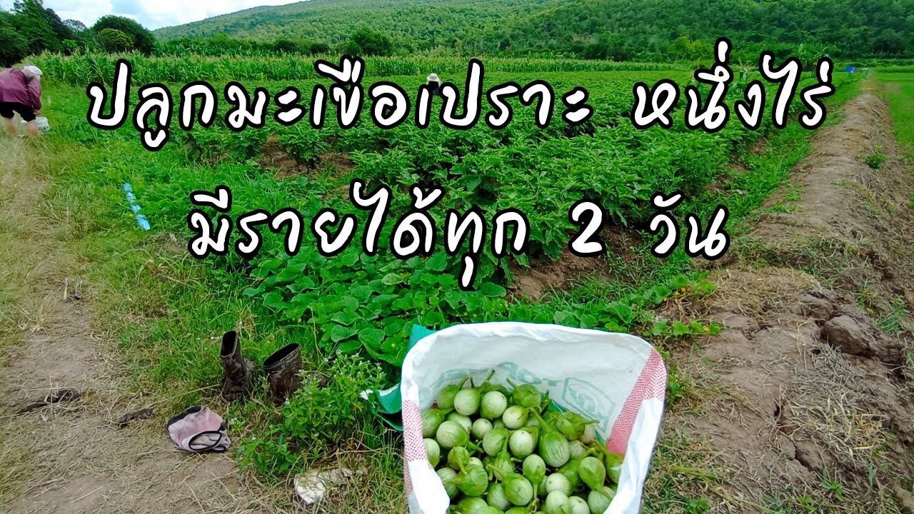 ปลูกมะเขือเปราะ หนึ่งไร่ มีรายได้ทุก 2 วัน #มะเขือเปราะ