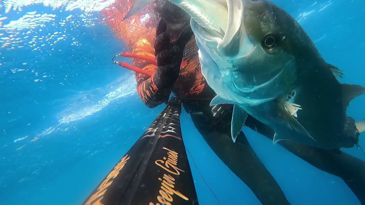 ZIPKINLA AKYA ve GRİDA AVI |SPEARFİSHİNG | AMBERJACK | GROUPER