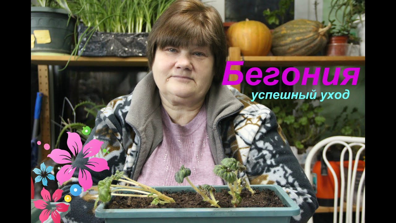 Бегония: основы успешного ухода.