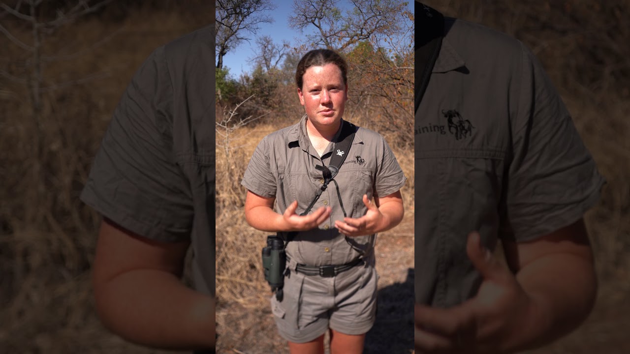 How to identify birds by shape and size? | HOW TO - Ep 3 | EcoTraining #shorts