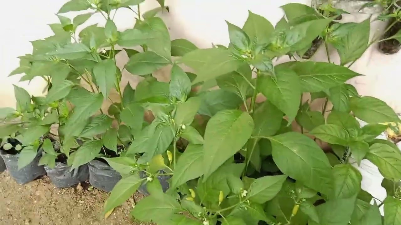 Belajar tipis tipis tentang berkebun