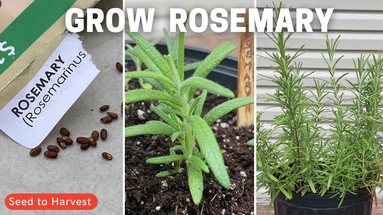 Growing Rosemary from seed