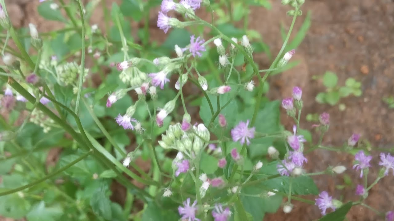 പൂവാംകുരുന്നില /Little Ironweed