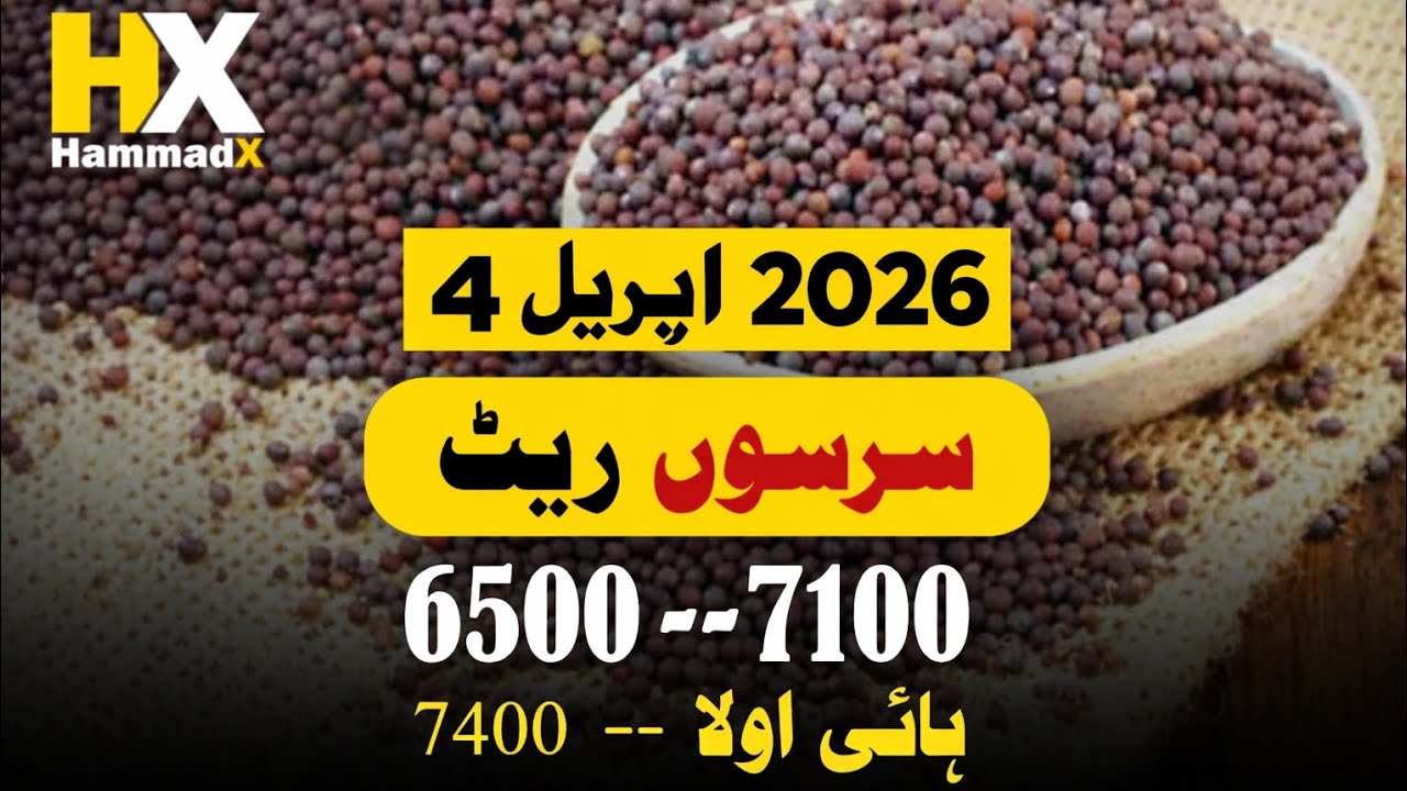 Canola Rate Today | 04 April 2026 Gala mandi okara #pakistan #maize #canola #sarson #cookingoil 