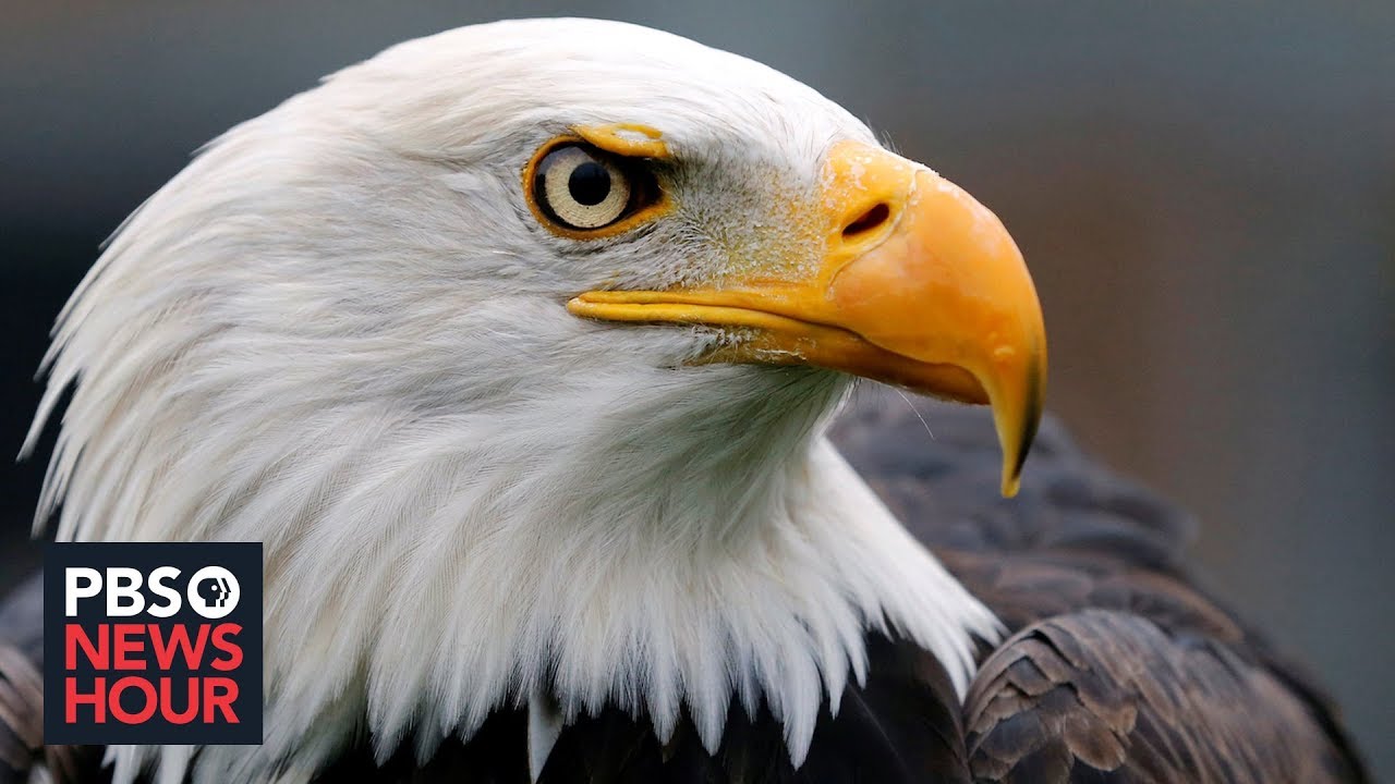 How Trump plans to change the Endangered Species Act
