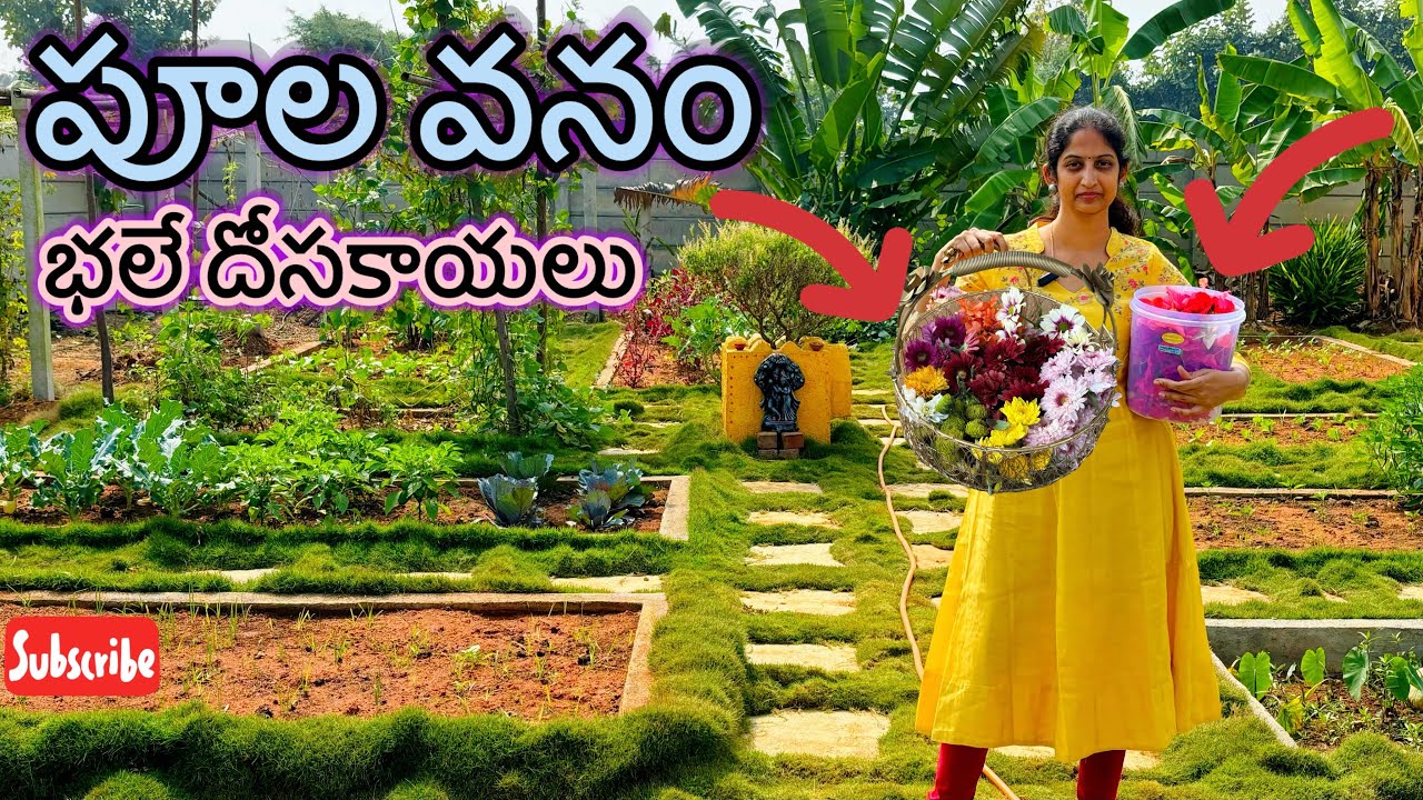 🏵️15 రంగుల చామంతులు | నాటు దోసకాయల Harvesting | 15 Colors of Chrysanthemum Chamanthi @MohanaMadhilo