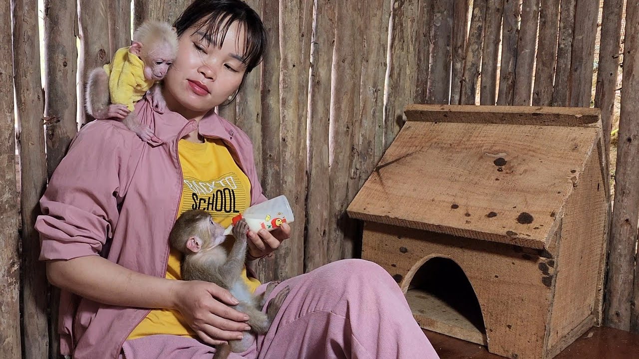 Обезьянка возвращается из зеленого леса, мне нужно о ней хорошо позаботиться. Мне жаль, Нхо