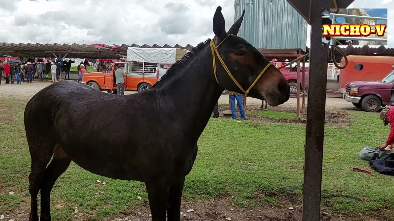ENTRE CABALLOS,MULAS Y BURROS DE LAS PLAZAS GANADERAS-MEXICO.