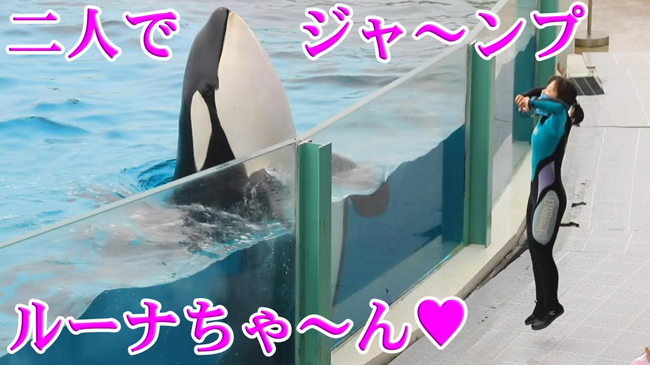 ルーナちゃん可愛すぎ😘 鴨川シーワールド シャチショー Orcas at Kamogawa Sea World in Japan