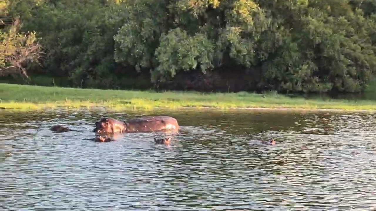 Quand hippo marque son territoire!