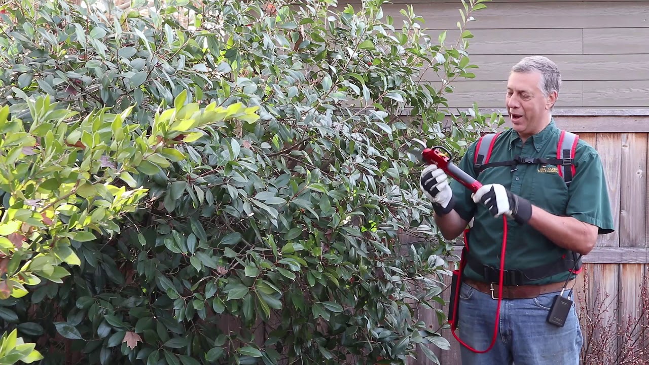 Zenport Electric Pruner / Arborist M. D. Vaden