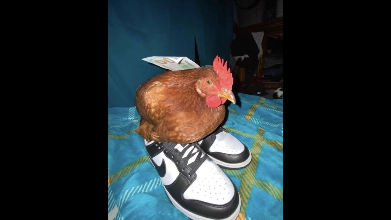 ℍ𝕒𝕧𝕠𝕔 𝕄𝕠𝕟𝕥𝕒𝕘𝕖🦎𝕃𝕖𝕘𝕚𝕥🦎
