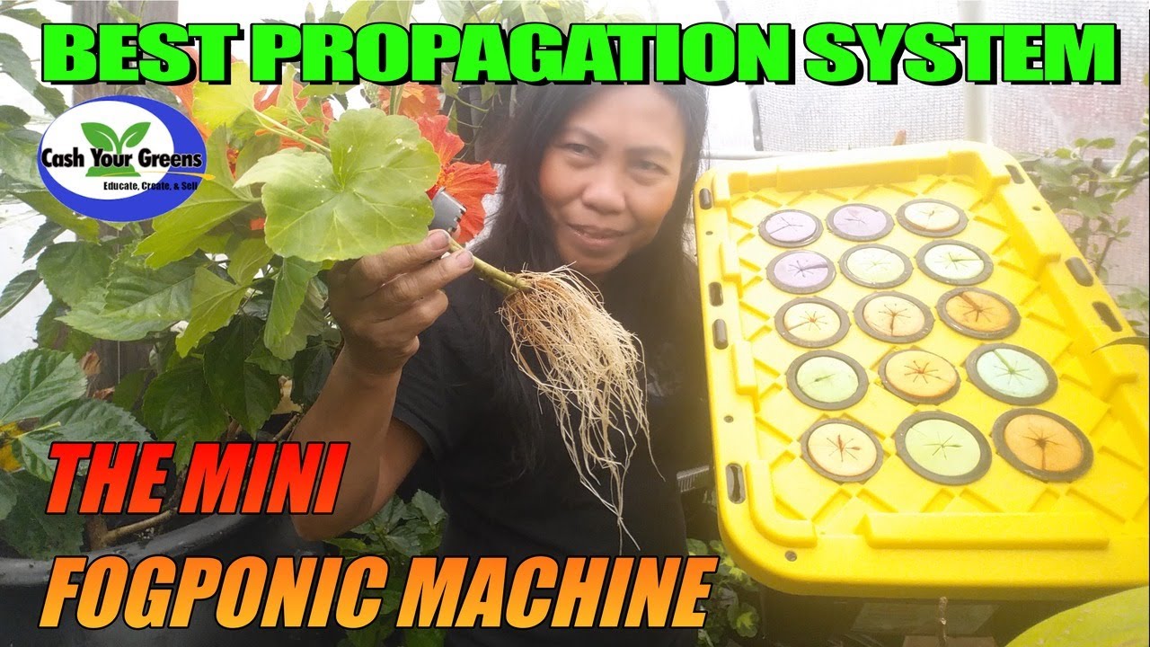 MINI FOG MACHINE - BEST PLANT PROPAGATION / The Mini Fogponic is the best method to root you cutting
