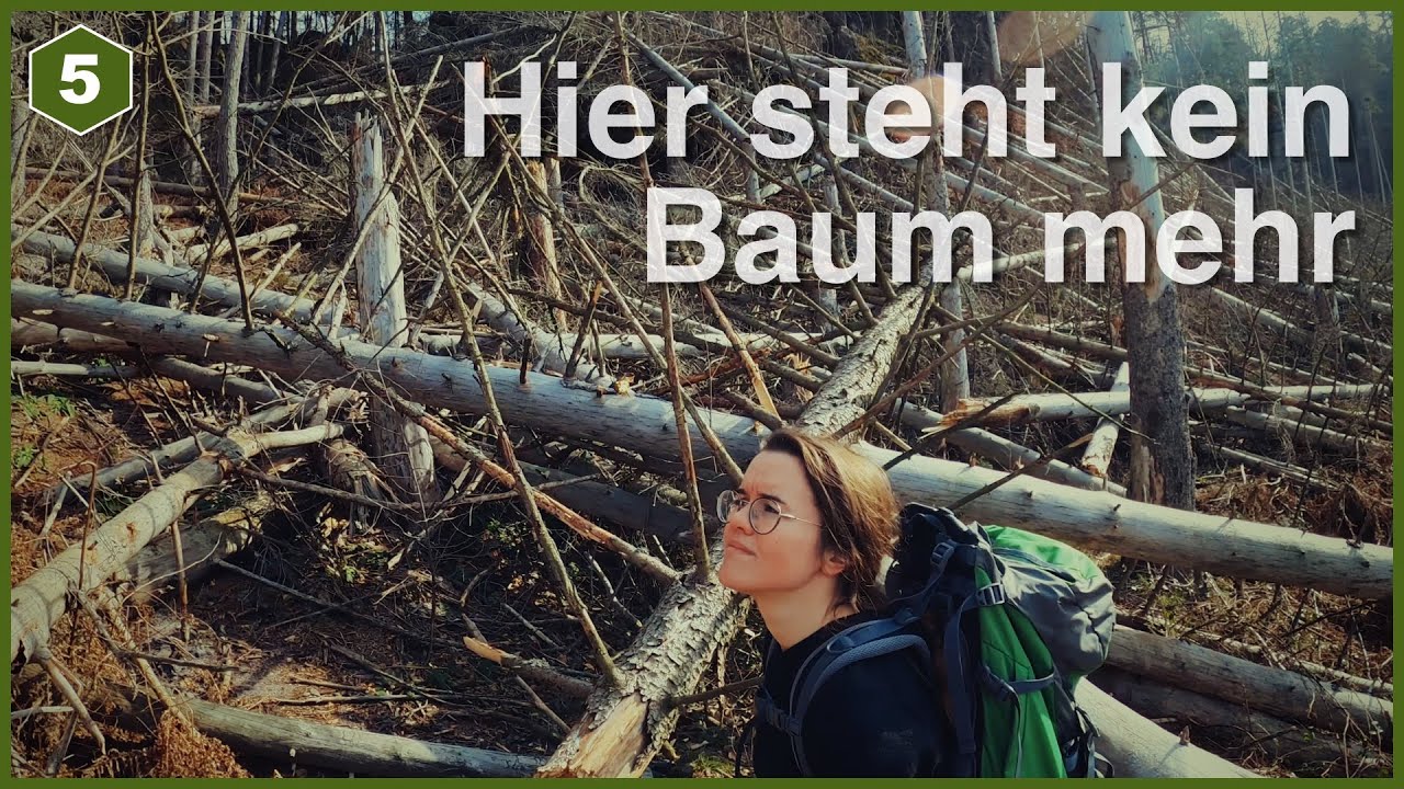 Waldsterben in der hinteren sächsischen Schweiz - Kein Durchkommen