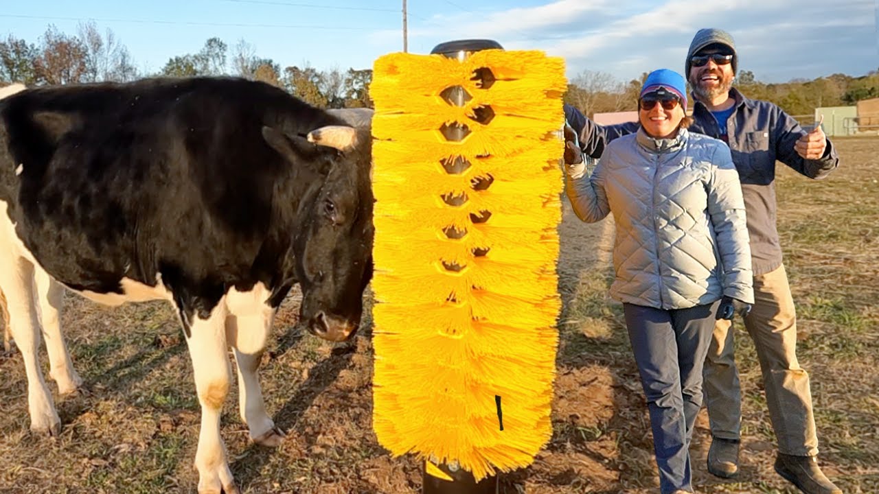 This Steer’s Reaction To a GIANT Hair Brush Is Priceless!!