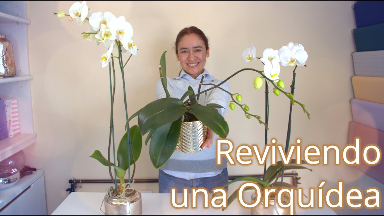 ¿Por qué las hojas de mi Orquídea se pusieron AMARILLAS? | Revive tu Orquídea