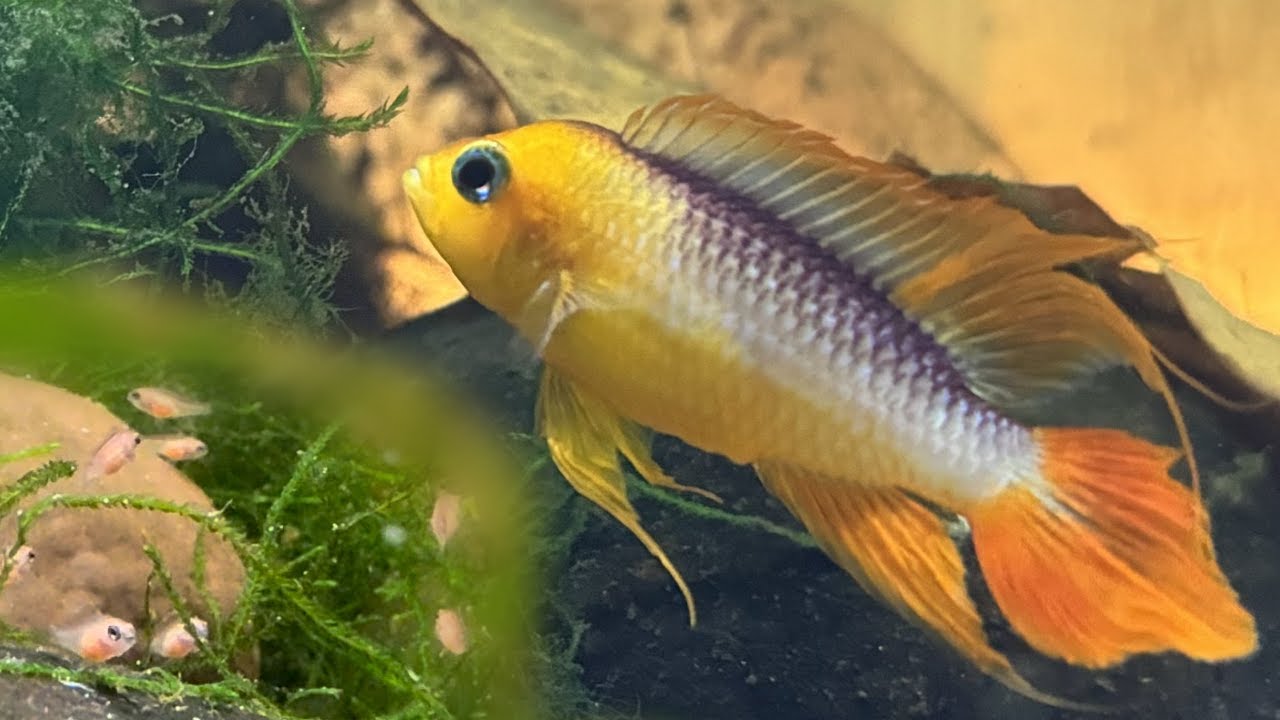 Fish Breeding Room Update | Apistogrammas, Plecos, Rainbowfish