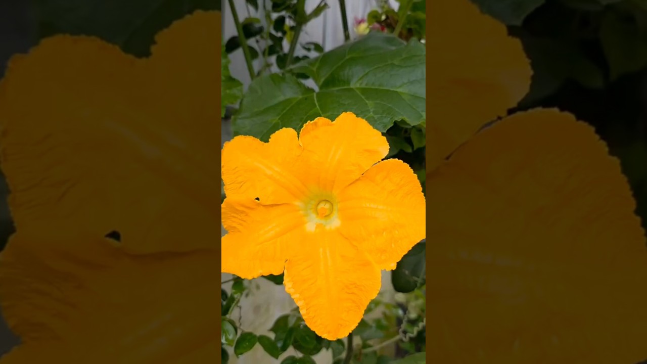 Squash flower | Cucurbita maxima #plantscience4u