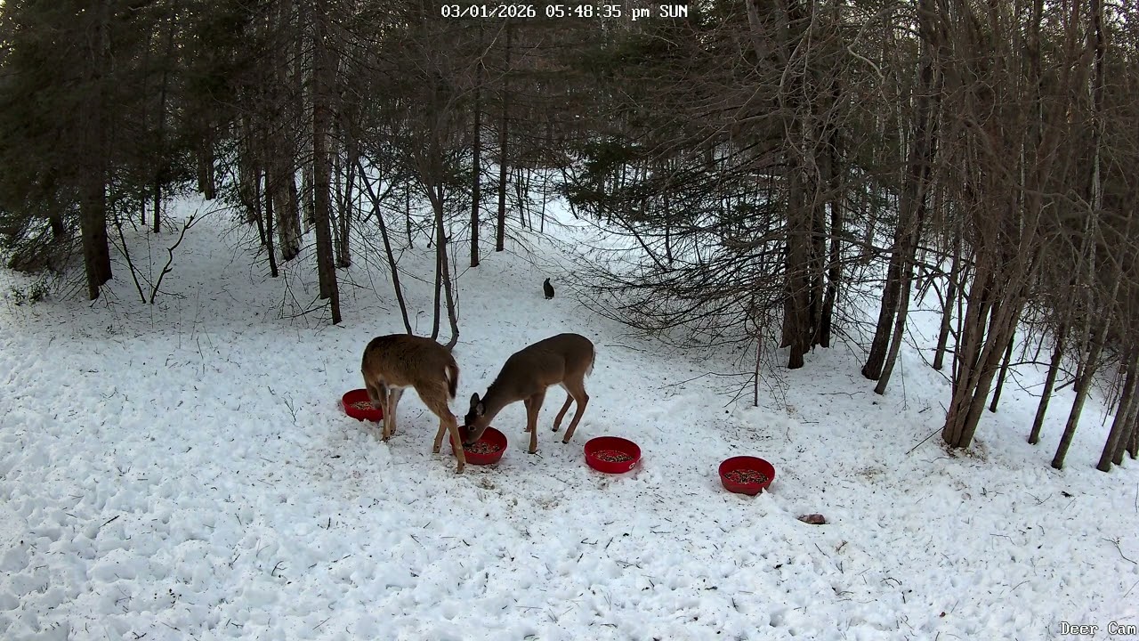 Deer 3-01-2026 5:39 PM