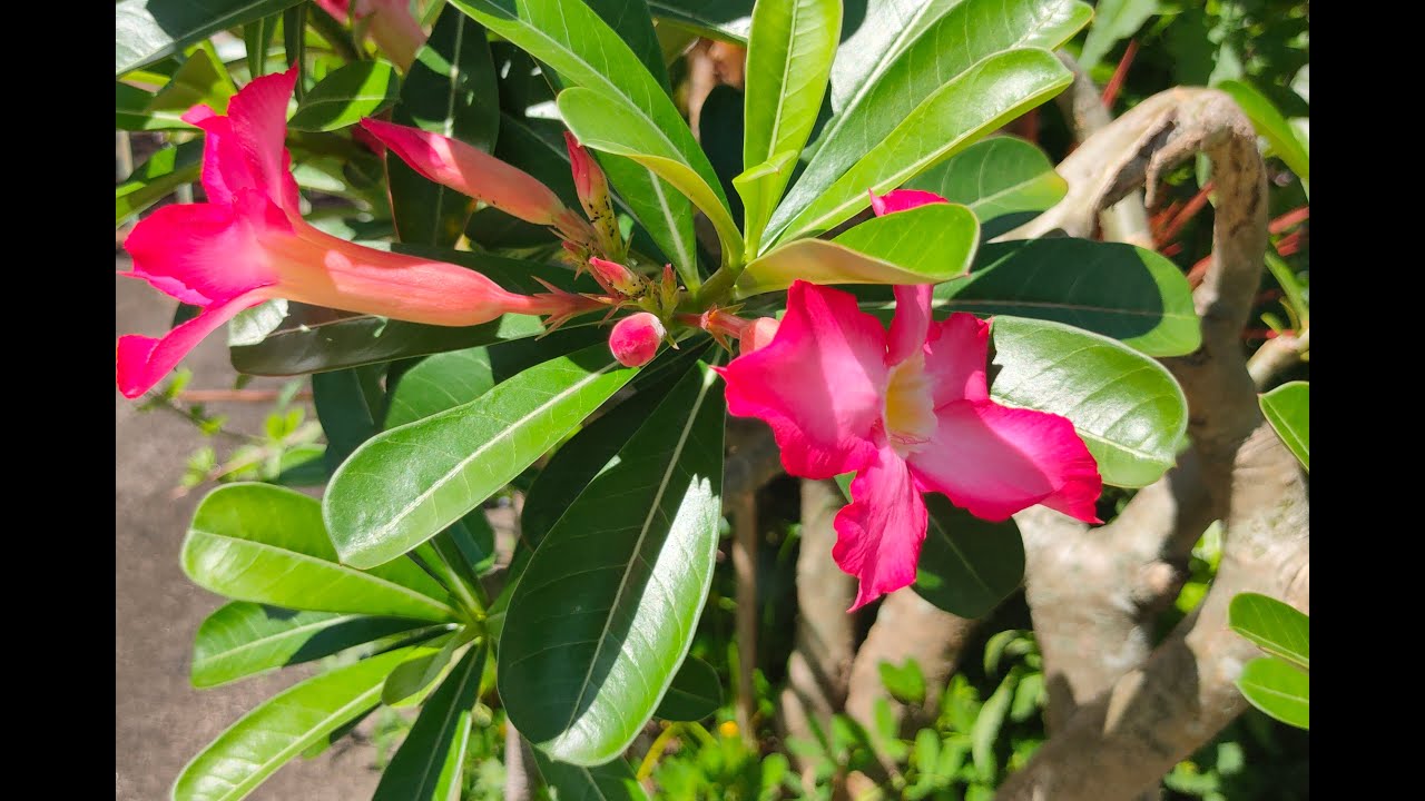 Let's Propagate Adenium/ Desert Rose (Kalachuchi) from Cuttings