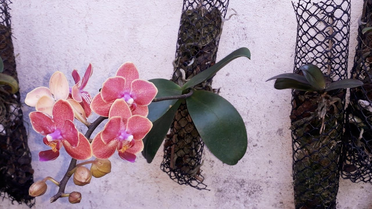 Como fazer CACHEPOT DE TELA para orquídeas
