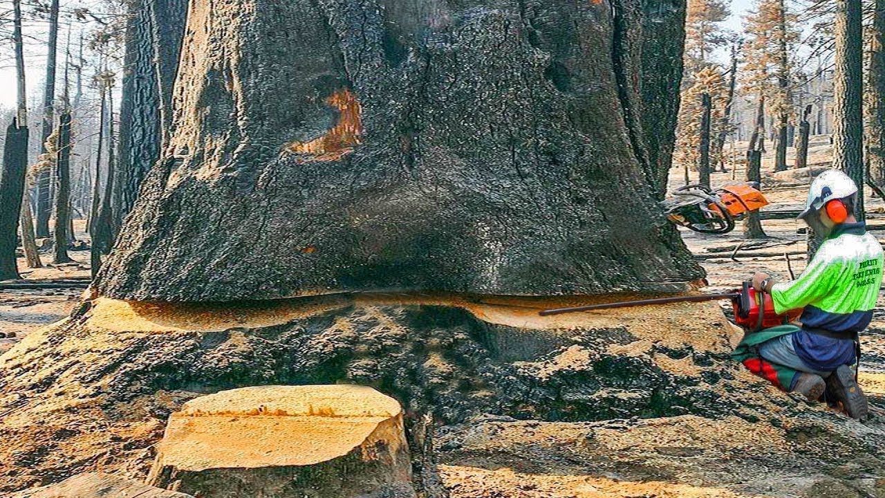 Dangerous Fastest Cutting Huge Tree Skills With Chainsaw, Heavy Tree Felling Powerful Woodworking