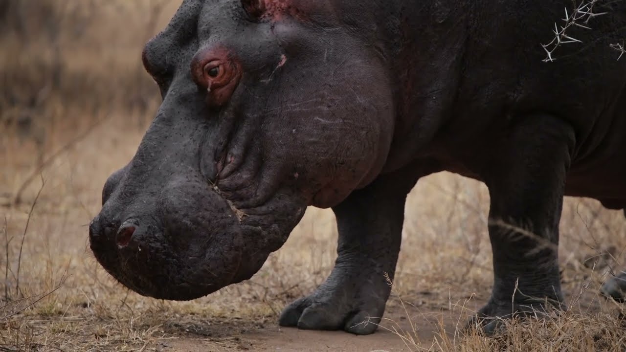 Incredible 4K HDR 60 FPS- A Visual Feast for Your Eyes (4K Video)_4K
