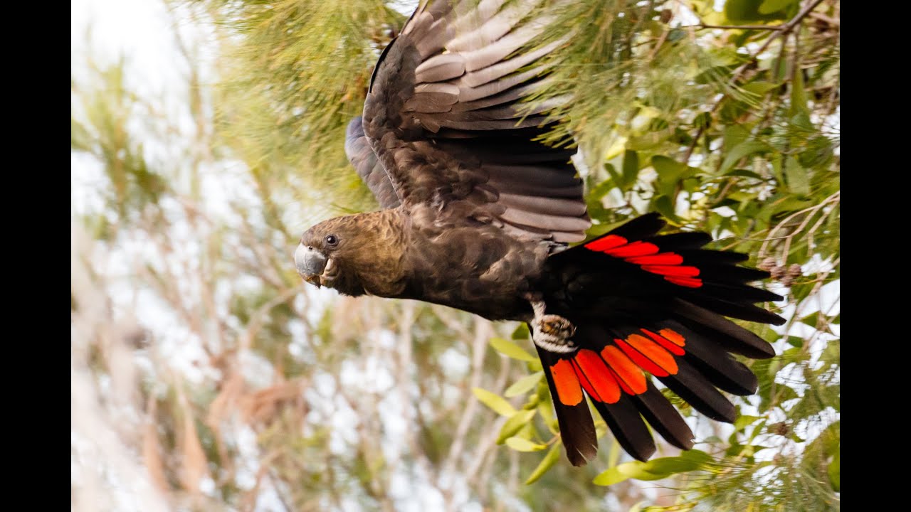 Identifying South-eastern Glossy Black-Cockatoos and their feed trees