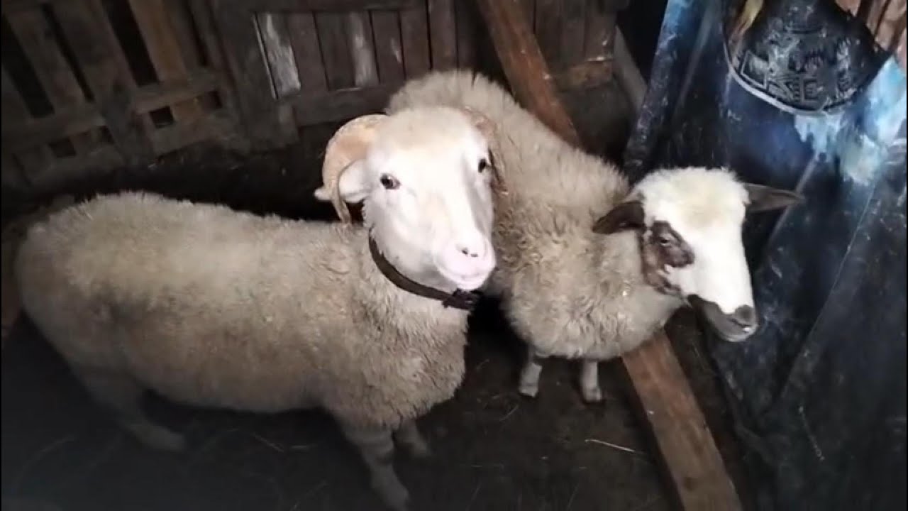 Köyde Hayvanlarımın Günlüğü 🐄🐑🐓  Nisa, Osman, Karakız, Binnaz, Aşkın, Mazlum, Naz, Şeker