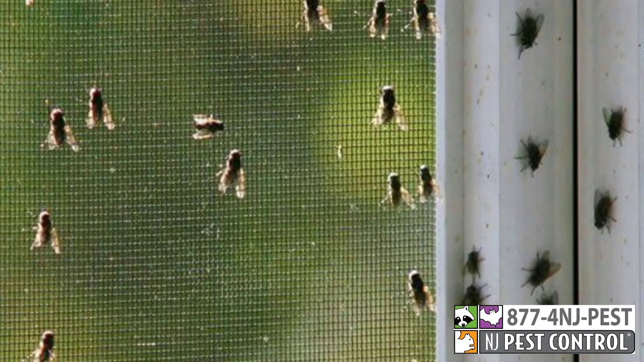 Cluster Flies in the winter!?