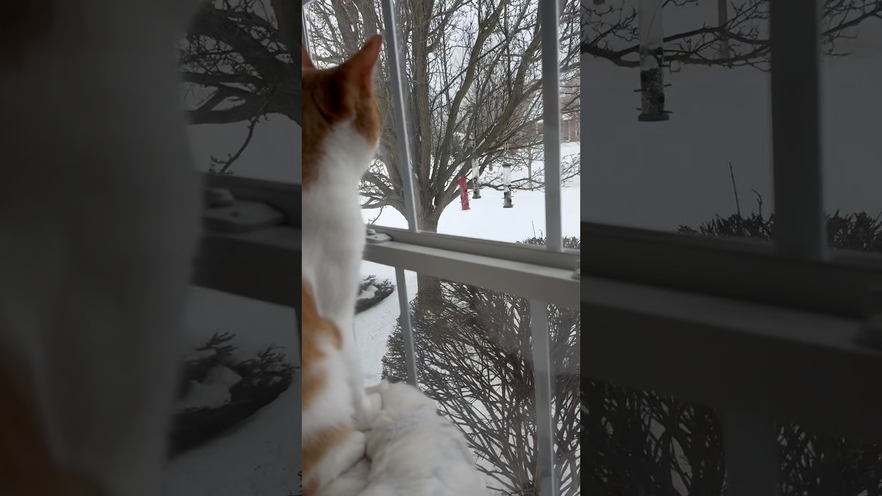 Где же птичка? 😻 #кошки