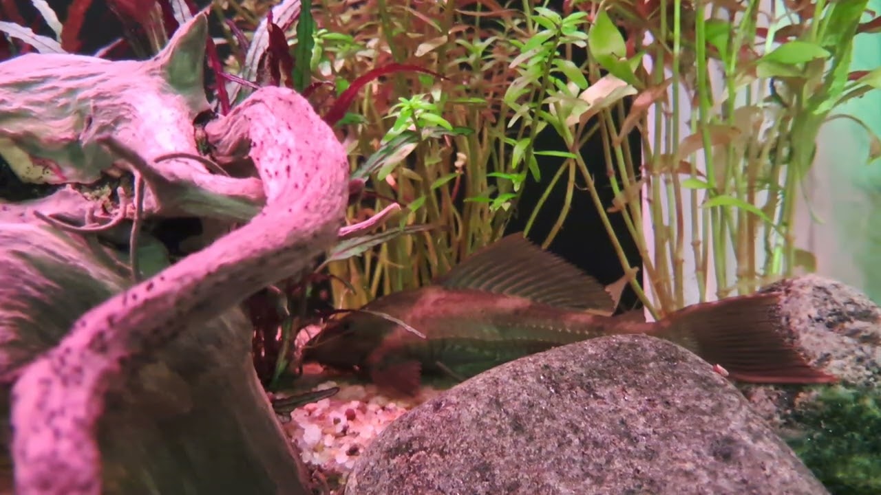 Suckerfish Camouflage And Sudden Movement In A Hospital Fish Tank 