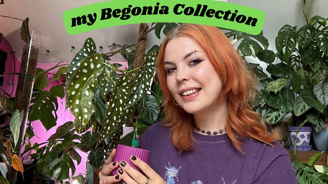 My Begonia Collection 🌿