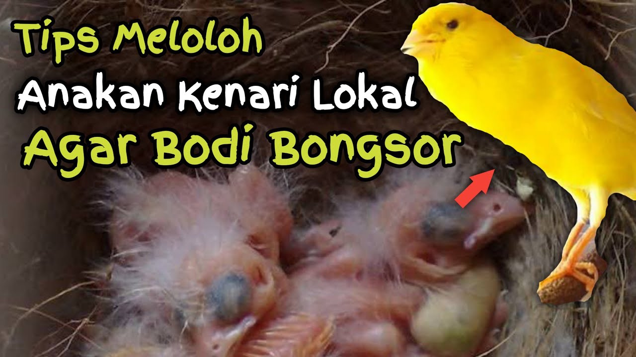Cara Meloloh Anakan Kenari Umur 7 Hari