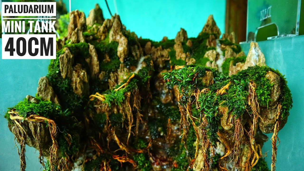 #162 Amazing paludarium tema pegunungan.mirip aslinya keren banged