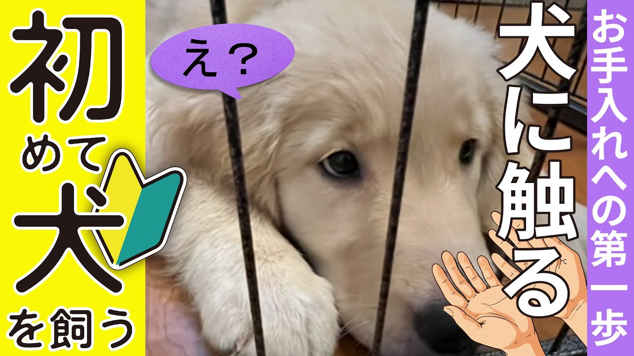 【大型犬】タッチング編#犬の馴致 #タッチング #大型犬のいる生活  #犬のしつけ